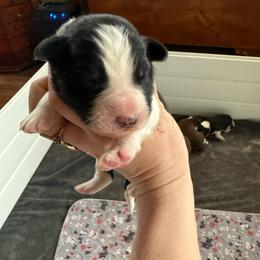 Crow - Black and white male Border Collie puppy in Barnstead, New Hampshire from ☘️ Clover Leaf’s Border Collies