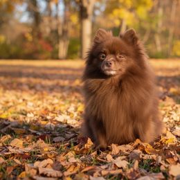 Coco - Pomeranian