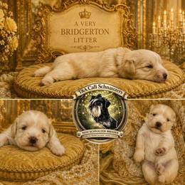 Penelope - Wheaten female Miniature Schnauzer puppy in Sacramento, California from T & A Cali Schnauzer