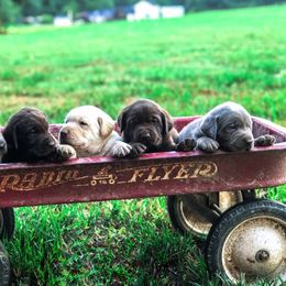 Dilute Retriever Puppies from Roaming Lab Farms