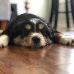 Miniature Australian Shepherd Puppies from Wilkers Wholehearted Mini Aussies