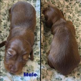 Chocolate - Chocolate male Dachshund puppy in Panama City Fl, Florida from Southern Bliss Doxies