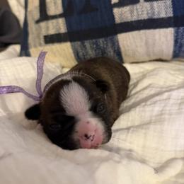 Boston Terrier Puppies from Lakeview Bostons