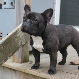 French Bulldog Puppies from Yukon Golden Retrievers and French Bulldogs