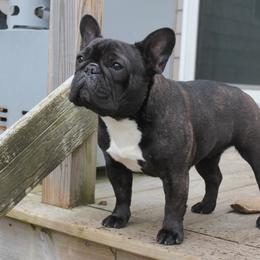 French Bulldog Puppies from Yukon Golden Retrievers and French Bulldogs