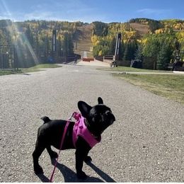 French Bulldog All Grown Up from Frenchie & Co.