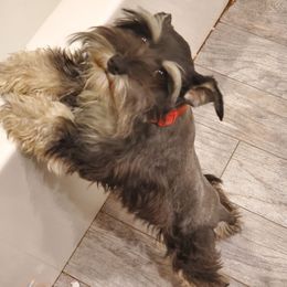 Joyful - Miniature Schnauzer