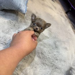 Puppacino - Silver male Chihuahua puppy in Burleson, Texas from BabydollYorkiesofTexas