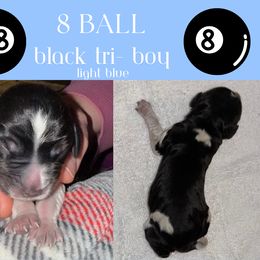 English Springer Spaniel Puppies from Stormin Pine and Prairie Springers