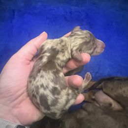 Dachshund Puppies from Royal T minature dachshund