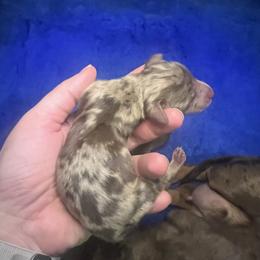 Dachshund Puppies from Royal T minature dachshund