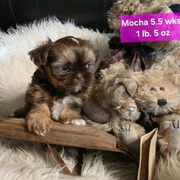 Mocha - Chocolate and tan female Shih Tzu puppy in Center Point, Iowa from Puppies in a Box Shih tzus