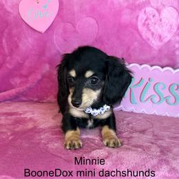 Minnie - Black and cream female Dachshund puppy in Lexington, Oklahoma from BooneDox Miniature Dachshunds