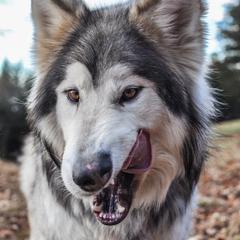 Ipo - Native American Indian Dog