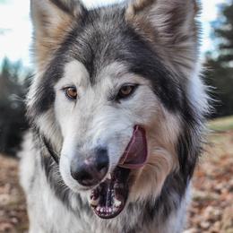 Ipo - Native American Indian Dog