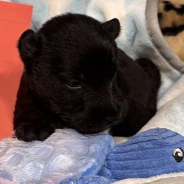 Red collar boy - Black brindle male Scottish Terrier puppy in Hastings, Nebraska from D & J SCOTTIES AND CAIRNS & Miniature Long haired Dachshunds