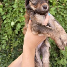 Bernedoodle and Whoodle Puppies from Gilbert Bernedoodles & Whoodles