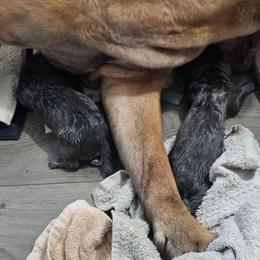 Fairy - Gray female Cane Corso puppy in Roachdale, Indiana from Cast Iron Kennels