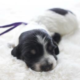 Grace - Piebald female Dachshund puppy in Morrow, Ohio from Courtney’s Colorful Doxies