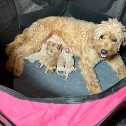 Barnacle (black) - Red  male Goldendoodle puppy in Haltom City, Texas from Ohana Doodles