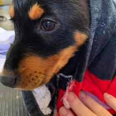 Grand Basset Griffon Vendéen and Lancashire Heeler All Grown Up from Mashury & Black Majesty Kennel