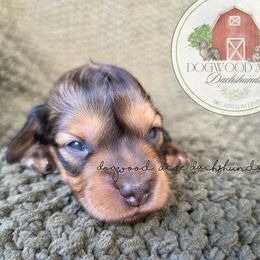 Toast 3000 - Cream male Dachshund puppy in Texarkana, Arkansas from Dogwood Acre Dachshunds