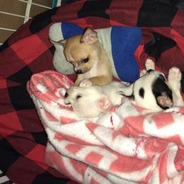 Chihuahua Puppies from Chilove Chihuahuas
