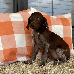 Patsy - German Shorthaired Pointer puppy in Lakeland, Florida from Walker’s German Shorthaired Pointers