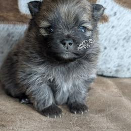 Olive - Cream sable female Pomeranian puppy in Granby, Colorado from Marostica Paws