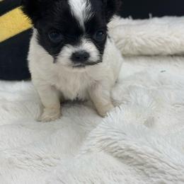Quinn - Black and white female Chihuahua puppy in Lee Center, New York from Alfheim-Andromeda Chihuahua's (A &A's)