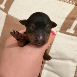 Bacon - Black and tan male Yorkshire Terrier puppy in Illinois from Pretty Little Yorkies