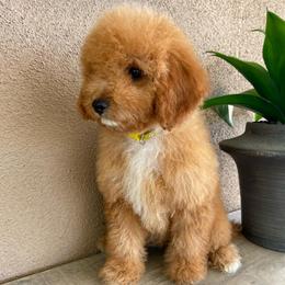 Giorgio - Red male Cavapoo puppy in Temecula, California from Designer Doodles