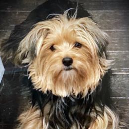 Bray - Yorkshire Terrier