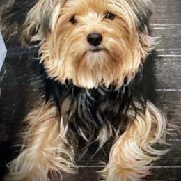 Bray - Yorkshire Terrier