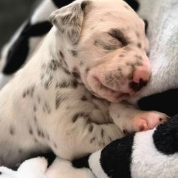 Black Boy - White and liver brown male Dalmatian puppy in Sac City, Iowa from KC Dalmatians