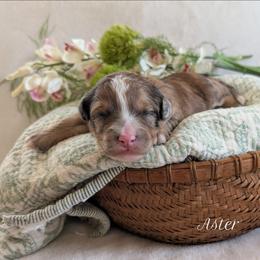 Aster - Sable male Aussiedoodle puppy in Meadville, Pennsylvania from Doodle Paws Pups