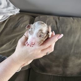 Girl 1 - Red Australian Shepherd puppy in Big Lake, Minnesota from Ninerpacker Aussies