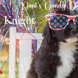 Knight - Black and white male Aussiedoodle puppy in Roebuck, South Carolina from Dani's Dandy Doodles