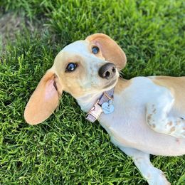 Luna June - Dachshund