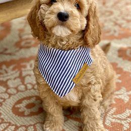 Bernedoodle and Goldendoodle Puppies from Doodle Bliss