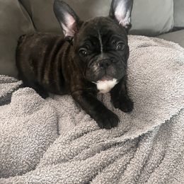 Stripes - Brindle French Bulldog puppy in Houston, Pennsylvania from Newbrook