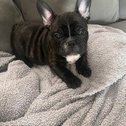 Stripes - Brindle French Bulldog puppy in Houston, Pennsylvania from Newbrook