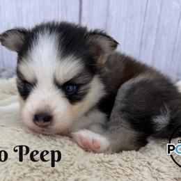 Girl 2 - Black and white female Pomsky puppy in Eastman, Georgia from Once Upon A Pomsky