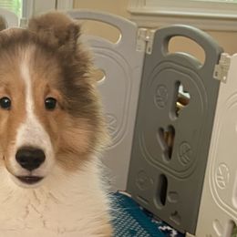 Shetland Sheepdogs from Wistwin
