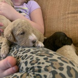 Goldendoodle Puppies from Blue Valley Goldendoodles