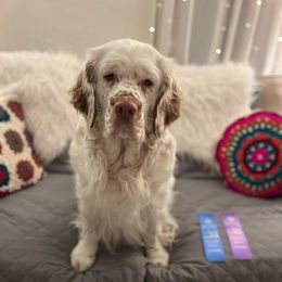 Bullmastiffs and Clumber Spaniels from BTrue