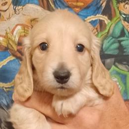 Jo (Clear looking, but I think RED. Testing) - Red female Dachshund puppy in Frankfort, Kentucky from Gigi's Dachshunds
