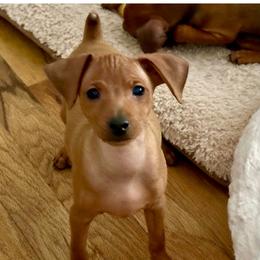 Red boy 1 Carson - Red male Miniature Pinscher puppy in Granby, Connecticut from Cross Bay Labradors