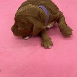 Teagan - Red female Cavapoo puppy in Burke, New York from Patti’s Puppies
