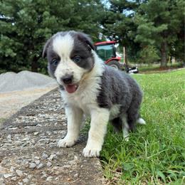 Delia - Blue female Border Collie puppy in Chattanooga, Tennessee from Ross Vegas Kennels